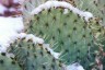 cactus with snow on it