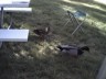 Ducks visiting our camp